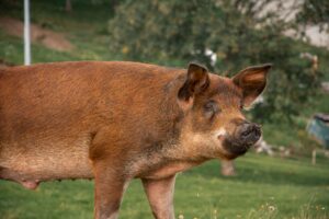 Duroc Pig