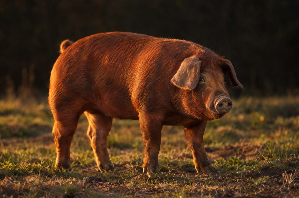 Duroc pig origin: a red brown hog with drooping ears standing on open ground in golden evening light